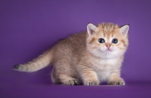 Затушеванный Золотой Окрас Британских Кошек. Фото золотых британцев: британских котят, котов, кошек. Золотой британский кот: стандарт окраса. Золотистые британцы: фото галерея.